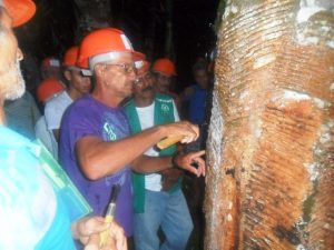 Imagem da notícia - Boas práticas de manejo e extração do látex é incentivada em Manicoré