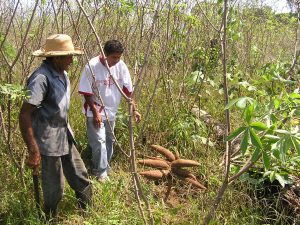Imagem da notícia - Dia de Campo vai mostrar tecnologias para aumentar produtividade da mandioca
