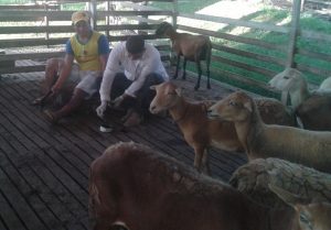 Imagem da notícia - Prevenção de doenças em animais é tema de DM em Benjamin Constant