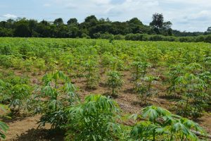 Imagem da notícia - Mecanização agrícola pretende aumentar produção de mandioca em Tefé