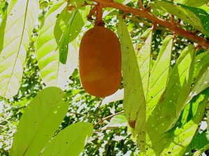 Imagem da notícia - Produção de cupuaçu no Amazonas