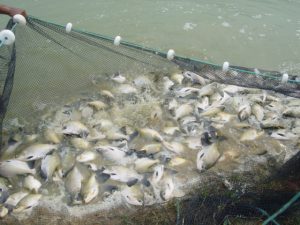 Imagem da notícia - Produtores de Ipixuna recebem acompanhamento técnico na criação de peixes