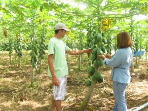 Imagem da notícia - Cultivo em terra firme fortalece produção de mamão em Manacapuru