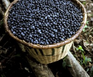 Imagem da notícia - IDAM realiza levantamento de produção do açaí em Codajás