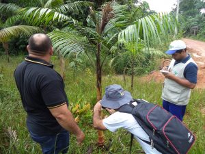 Imagem da notícia - Acompanhamento técnico visa melhorar atividade de fruticultura em Codajás