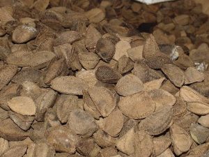 Imagem da notícia - IDAM realiza levantamento da produção de castanha em Pauini