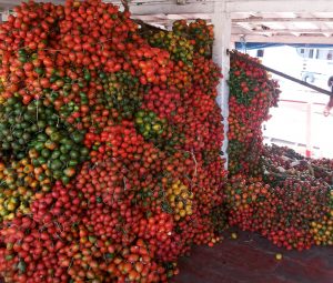 Imagem da notícia - Produção de pupunha gera renda para agricultores de Beruri