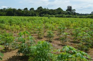 Imagem da notícia - Técnicas utilizadas no cultivo de mandioca são incentivadas pelo IDAM em capacitação