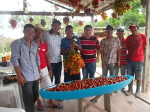 Imagem da notícia - Beruri comemora a 1ª festa da colheita da pupunha