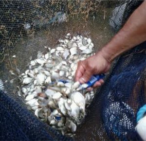 Imagem da notícia - Entrega de alevinos incentiva a piscicultura em Anori