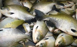 Imagem da notícia - Sepror disponibiliza dois pontos a mais de venda de peixe na Semana Santa