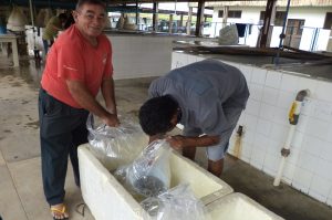 Imagem da notícia - Governo do Amazonas entrega 30 mil alevinos de tambaqui para estimular a piscicultura em Presidente Figueiredo