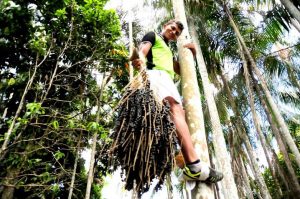 Imagem da notícia - Festa do Açaí movimenta a economia no município de Anori