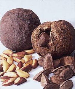 Imagem da notícia - Governo do Amazonas investe em agroindústria para ampliar a produção de castanha-do-brasil em Lábrea