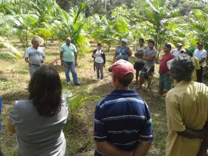 Imagem da notícia - Plantio de açaí é tema de metodologia na zona rural de Manaus