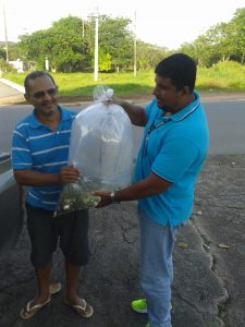 Imagem da notícia - Distribuição de alevinos beneficia piscicultores em Manaus