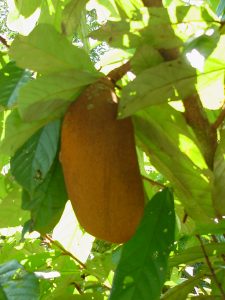 Imagem da notícia - VII Festa do Cupuaçu movimenta agricultores em Manacapuru