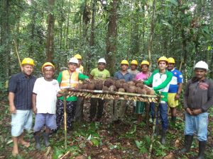 Imagem da notícia - Capacitação melhora coleta da castanha-do-brasil em comunidade indígena