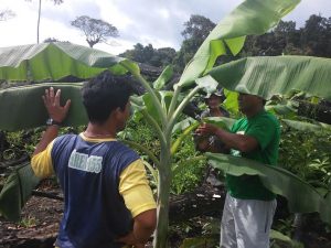 Imagem da notícia - Unidade Local do IDAM em Novo Aripuanã intensifica ações de assistência técnica e extensão rural nas comunidades