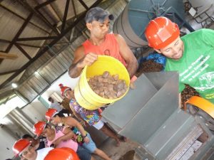 Imagem da notícia - Capacitação pretende melhorar técnicas utilizadas no manejo e extração do óleo de andiroba produzido em Juruá