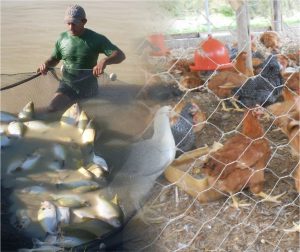Imagem da notícia - Maués sedia cursos sobre cultivo de tambaqui e produção de frango caipira