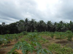 Imagem da notícia - Governo do Estado reúne produtores para estimular diversificação de atividades agropecuárias