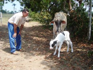 Imagem da notícia - Pecuaristas investem em inseminação artificial para aprimoramento genético