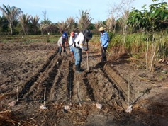Imagem da notícia - Unidade Demonstrativa incentiva agricultores familiares ao plantio de feijão em Itapiranga