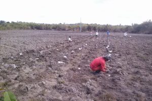 Imagem da notícia - IDAM incentiva aumento na produção de mandioca no município de Silves