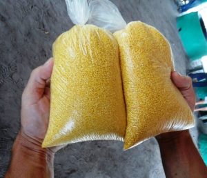 Imagem da notícia - Urucurituba: Boas práticas para produção gera aumento na renda de agricultores familiares