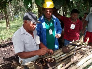 Imagem da notícia - Boas práticas de manejo da castanha-do-brasil melhora qualidade do produto e gera renda em Coari