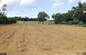 Imagem da notícia - Mecanização agrícola estimula a agricultura familiar em Manacapuru