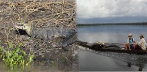 Imagem da notícia - Tecnologia facilita atividades de manejos de jacaré e pirarucu em Fonte Boa