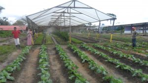 Imagem da notícia - IDAM incentiva o cultivo de hortaliças no município de Tefé