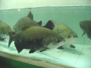 Imagem da notícia - Ipaam alerta para o período do defeso do tambaqui