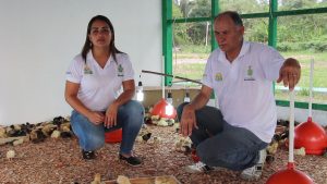 Imagem da notícia - Produção de pintos em Manicoré será referência no abastecimento de carne e ovos no Estado