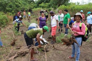 Imagem da notícia - Careiro sedia Dia de Campo sobre desempenho produtivo da mandioca