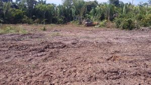 Imagem da notícia - Produtores rurais de Humaitá iniciam 2016 com resultados positivos na agropecuária