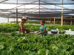 Imagem da notícia - Cultivo de hortaliças gera emprego e renda para agricultores familiares de Barcelos