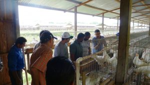 Imagem da notícia - Transferência de tecnologia na criação de aves é incentivada pelo IDAM durante visita técnica