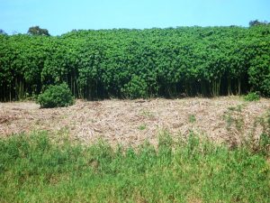 Imagem da notícia - Tecnologia visa facilitar atividade de colheita da malva em Caapiranga