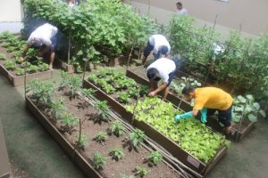 Imagem da notícia - Detentos de Itacoatiara trabalham em horta orgânica para a própria alimentação
