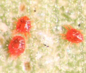 Imagem da notícia - Curso em Humaitá aborda ácaro vermelho das palmeiras