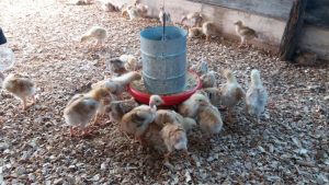 Imagem da notícia - Manicoré apresenta os primeiros resultados do programa “Unidade Artesanal de Produção de Pintos Caipira”