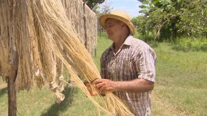 Imagem da notícia - Workshop debaterá estratégias de produção de juta e malva no interior do Amazonas