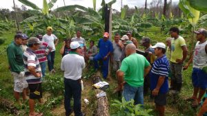 Imagem da notícia - Sigatoka Negra  é tema de Demonstração de Método em Borba