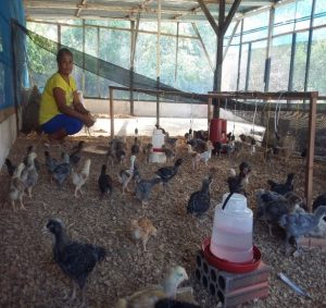 Imagem da notícia - IDAM realiza DM sobre vacinação contra Gumboro, Bronquite e Newcastle no município de Tabatinga