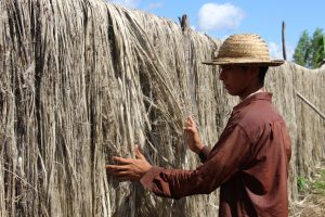 Imagem da notícia - Com apoio do Idam, produtores de Manacapuru comemoram produção inicial da safra de malva