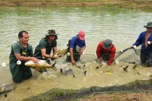 Imagem da notícia - Arranjo produtivo aumenta em 45% a produção de peixe em Presidente Figueiredo