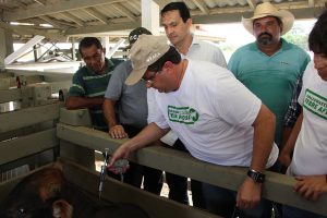 Imagem da notícia - Governo do Amazonas inicia segunda fase da vacinação contra febre aftosa na calha do Amazonas e Solimões